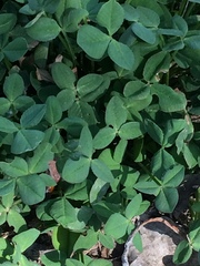 Trifolium