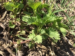Urtica dioica