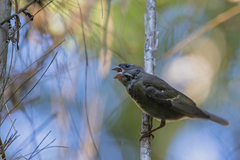 Sporophila frontalis