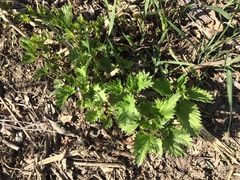 Urtica dioica