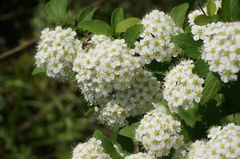 Spiraea ouensanensis