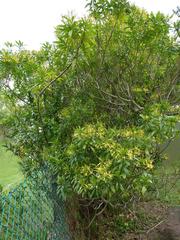 Strophanthus speciosus