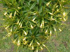 Strophanthus speciosus