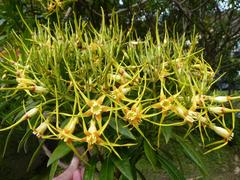 Strophanthus speciosus