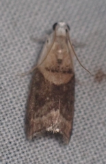 Acrobasis palliolella