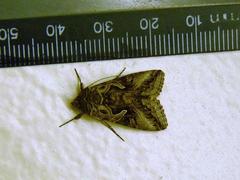 Cornutiplusia circumflexa