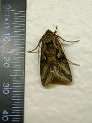 Cornutiplusia circumflexa