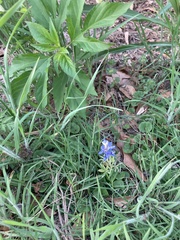 Lupinus texensis