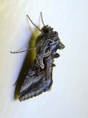 Cornutiplusia circumflexa