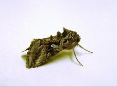 Cornutiplusia circumflexa