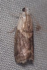Acrobasis palliolella