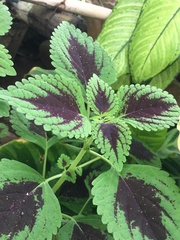 Coleus scutellarioides