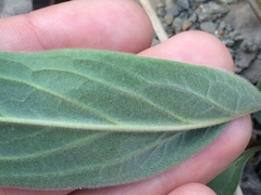 Cynoglossum officinale