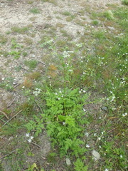 Anthriscus cerefolium