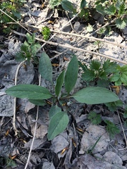 Cynoglossum officinale