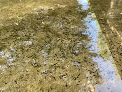 Anaxyrus americanus charlesmithi