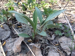 Cynoglossum officinale
