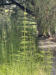 Equisetum myriochaetum
