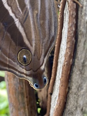 Amathusia phidippus
