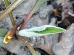 Cynoglossum officinale