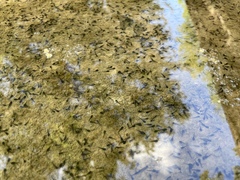 Anaxyrus americanus charlesmithi
