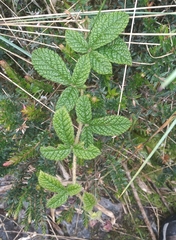 Rubus nubigenus
