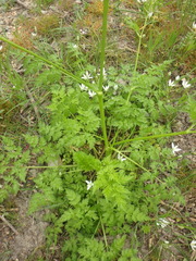 Anthriscus cerefolium