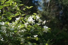 Deutzia pulchra