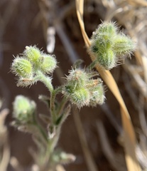 Cryptantha cycloptera