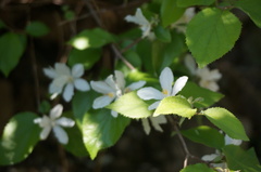 Deutzia pulchra