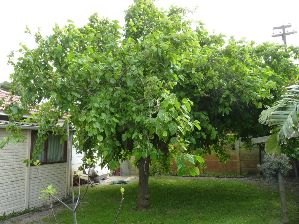 weeping mulberry trees