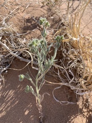 Cryptantha cycloptera
