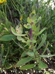 Othonna coronopifolia