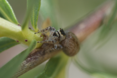 Metaphidippus chera
