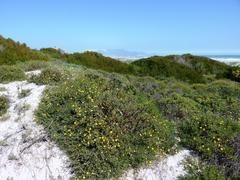 Othonna coronopifolia