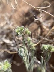 Cryptantha cycloptera