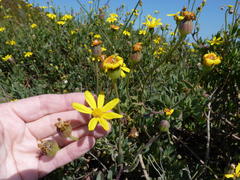 Othonna coronopifolia