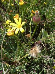 Othonna coronopifolia