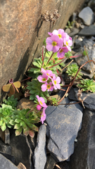 Androsace mucronifolia