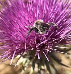 Diadasia bituberculata