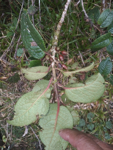 Symplocos quitensis (Symplocos quitensis)