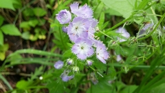 Phacelia purshii