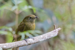 Schiffornis virescens