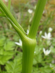 Anthriscus cerefolium