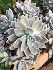 Graptopetalum