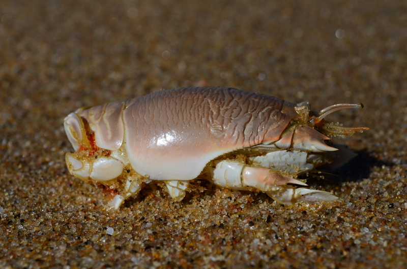 Emerita Austroafricana Schmitt, 1937