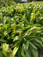 Agapanthus caulescens