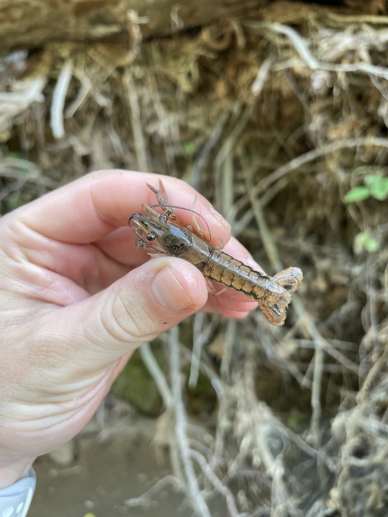 Payne's Creek Crayfish