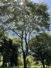 Anadenanthera colubrina