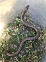 Anguis fragilis